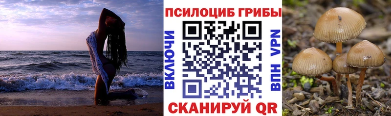 Псилоцибиновые грибы Psilocybine cubensis Брянск